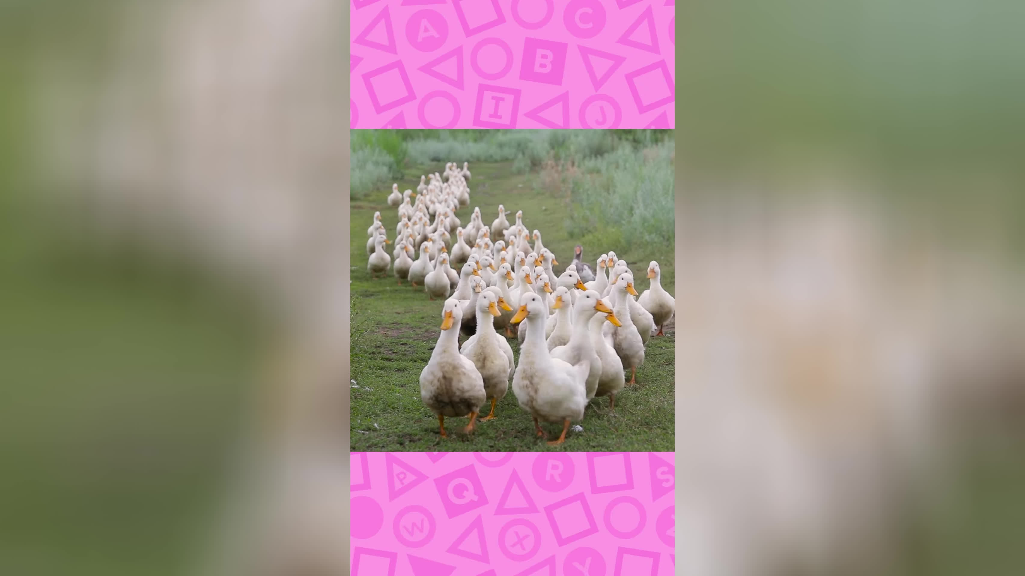 پوستر 🦆 حرف Q برای QUACK است! 🦆 بیبی اینشتین Shorts