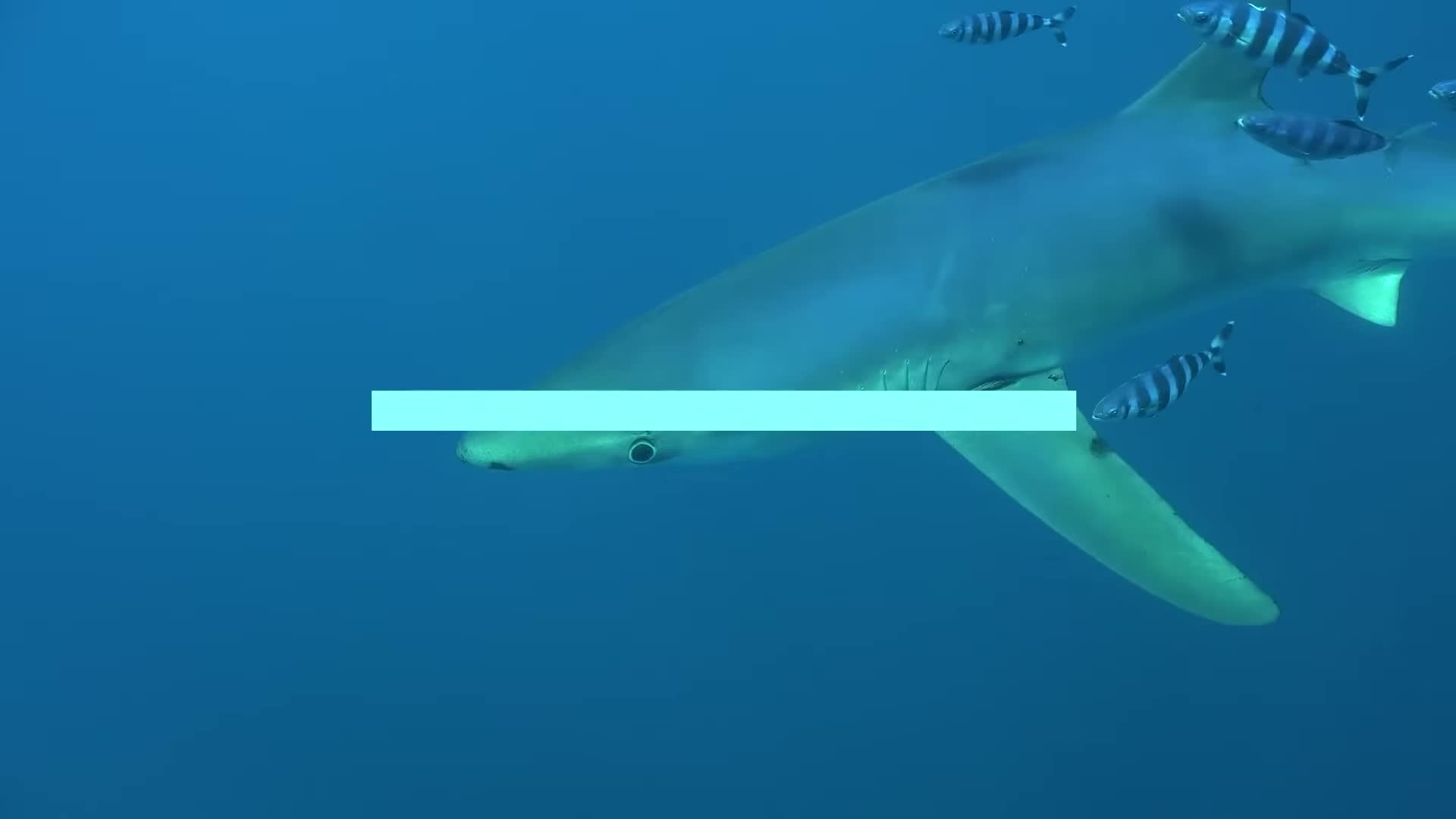 پوستر جانوران آبی 🐢🌊 جانوران برای کودکان 🐸 ترکیبی 20 دقیقه