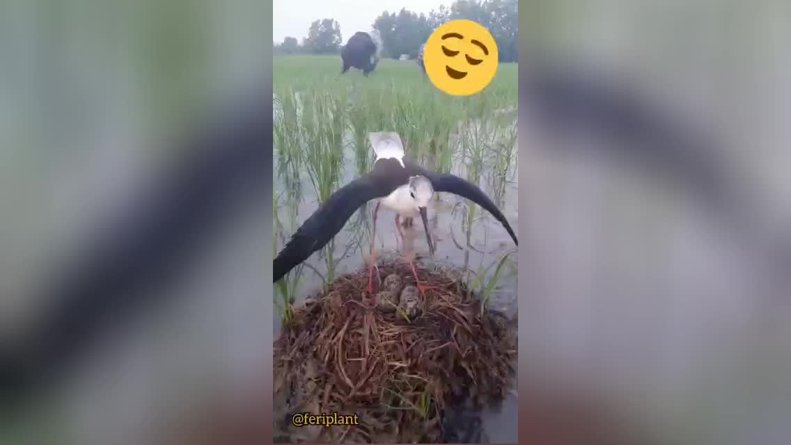 بفرس برای دوست واقعی ت